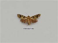 藏品(夜蛾698)的圖片